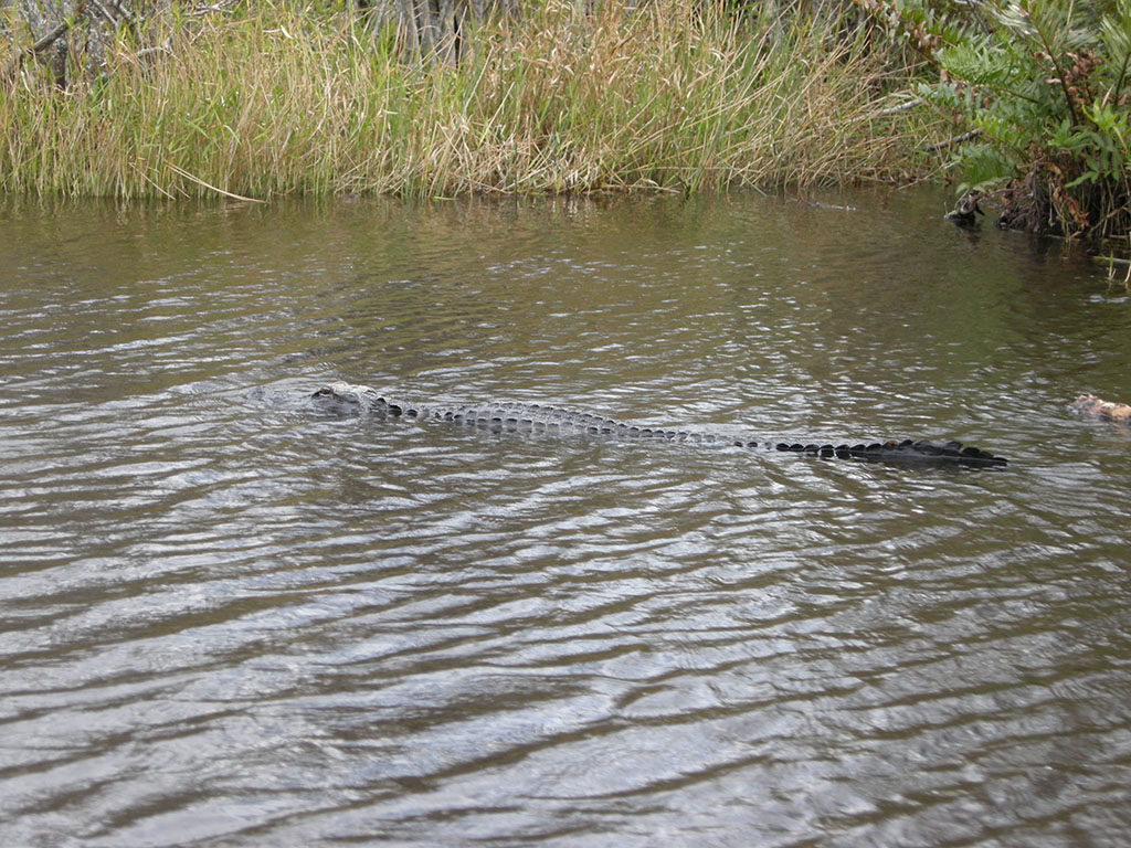 travel_to_Florida_-_Potovanje_na_Florido_3.jpg