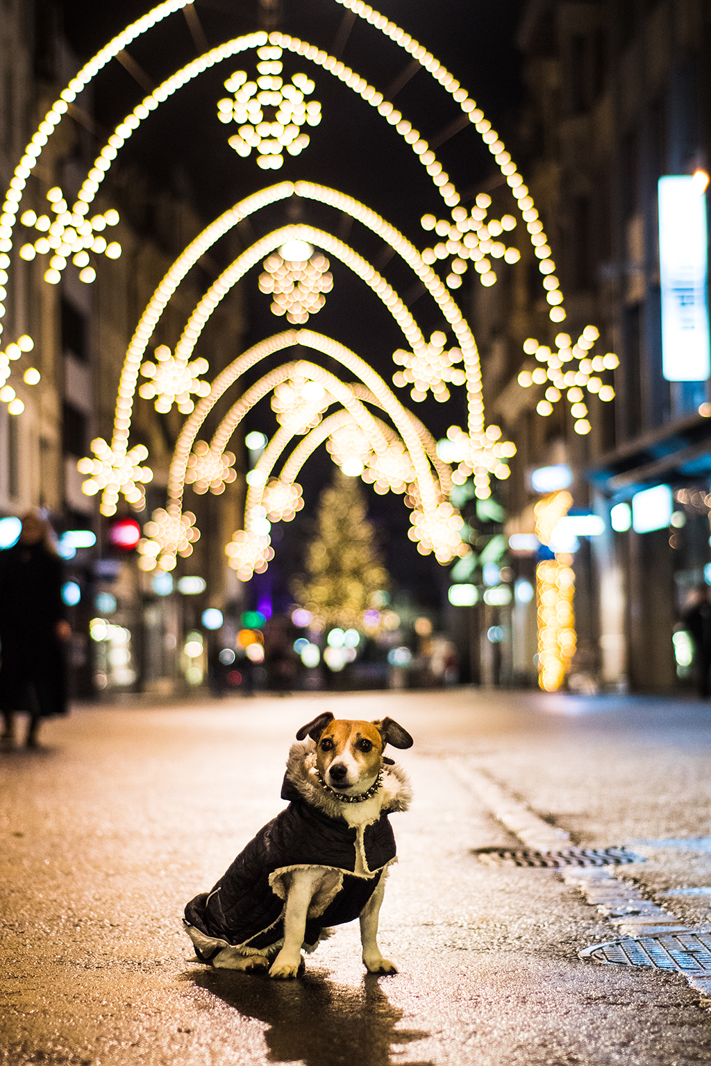 Kuzki_radi_potujejo_-_Dogs_Like_to_Travel_5.jpg