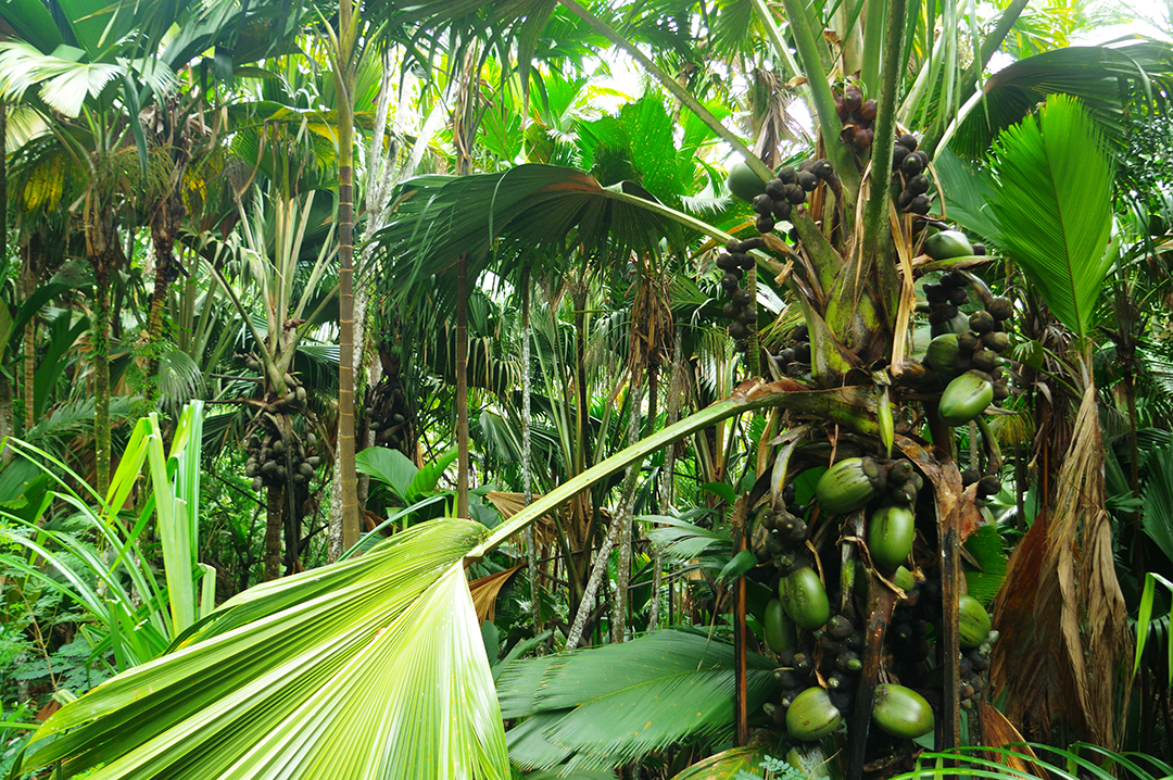 Potovanje_na_Sejsele_-_Travel_to_Seychelles_5.JPG