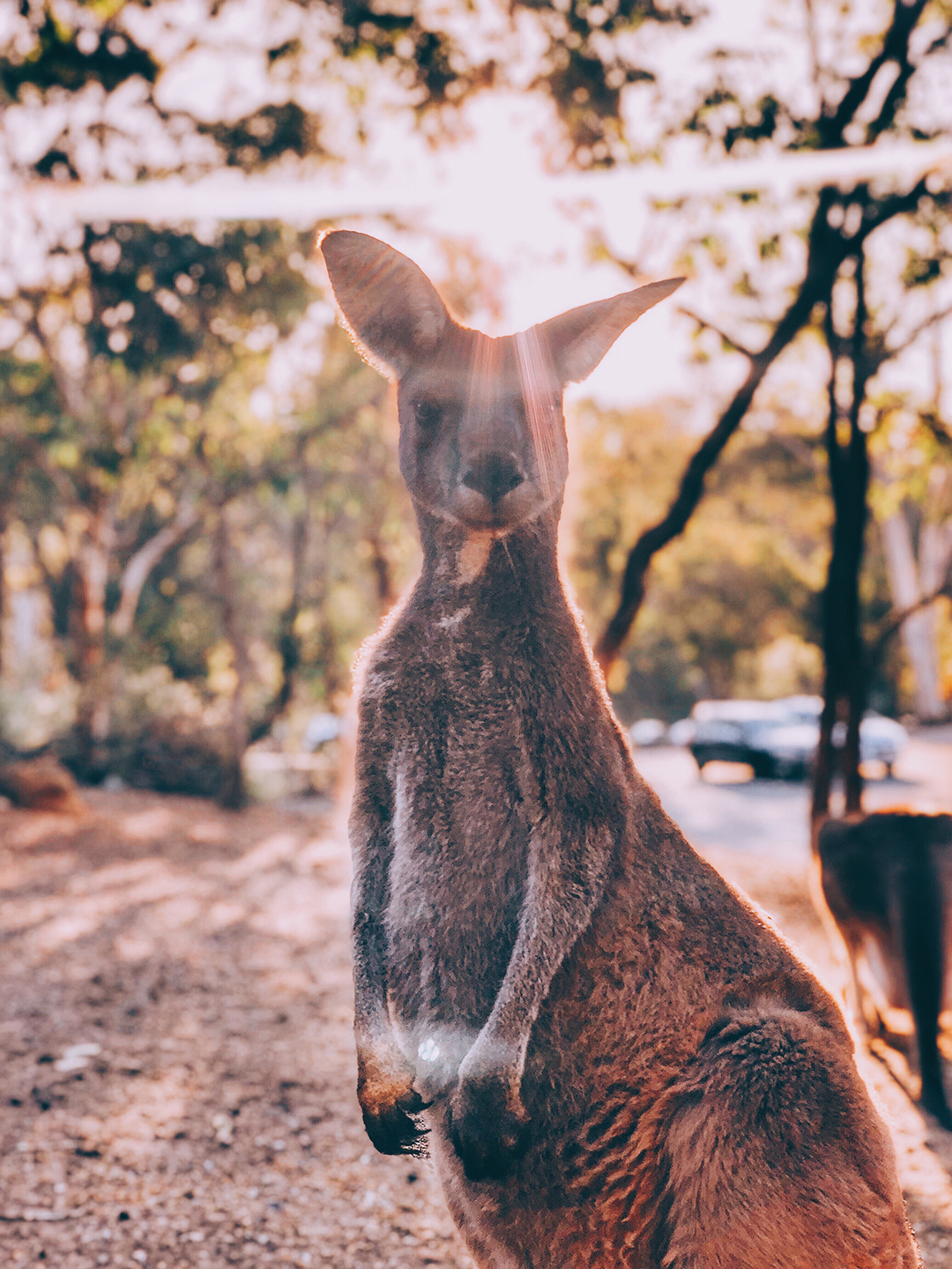 04_Kaj_si_ogledati_v_Brisbanu_-_What_to_see_in_Brisbane_-_ENVATO.jpg