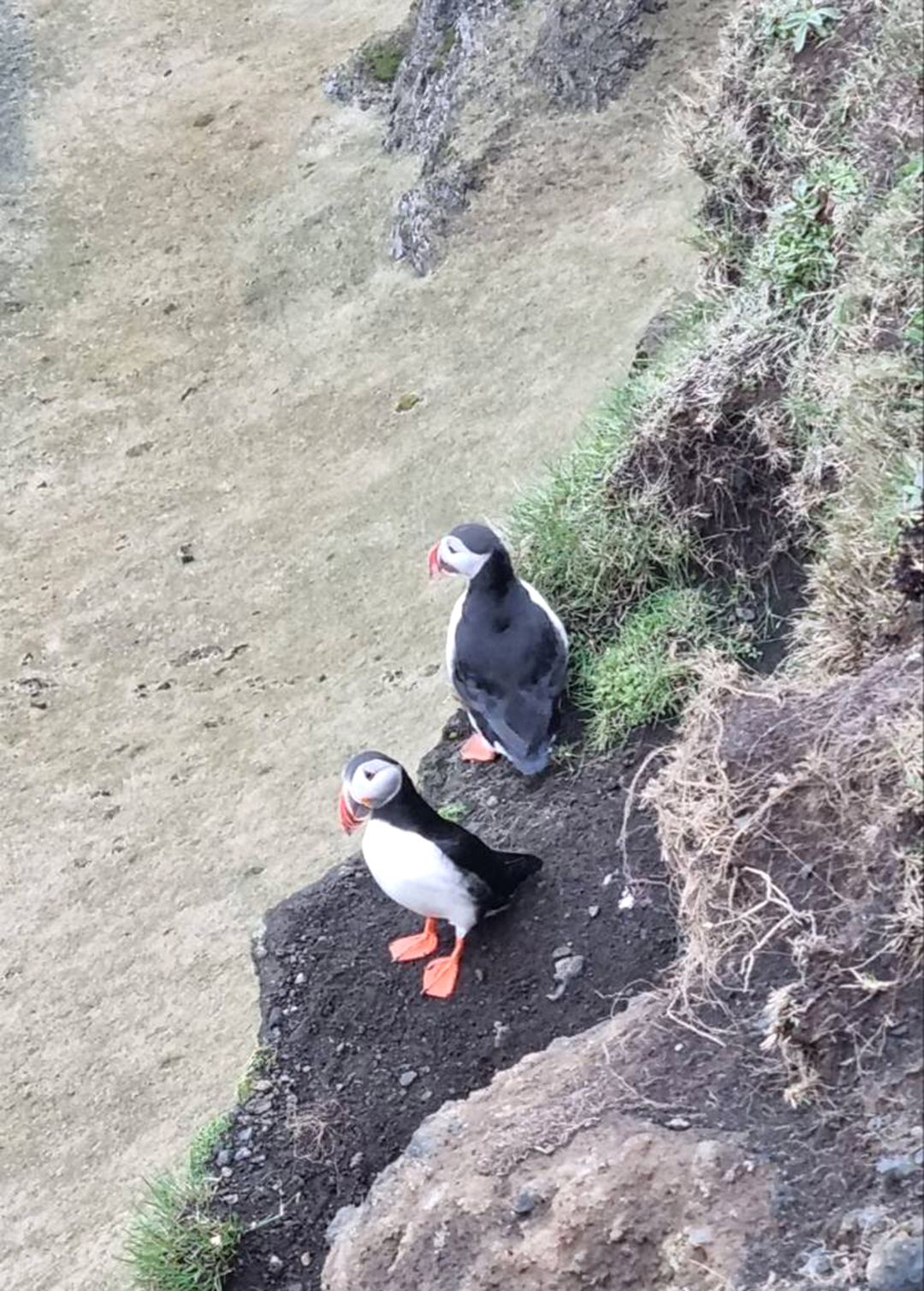 Puffini na klifih razgledne točke Dyrhólaey, značilne islandske morske ptice v naravnem okolju nad Atlantskim oceanom.